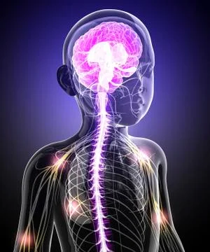 Child's central nervous system, artwork Stock Illustration