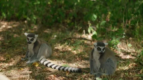 A Child's Hand and Lemurs Stock-Footage 345710315