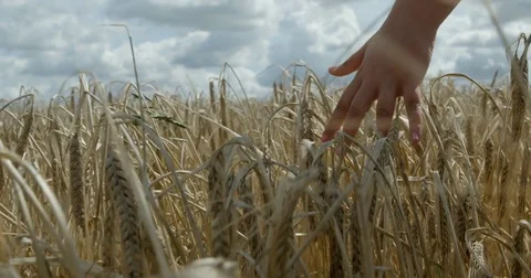 A childs hand brushing through a cereal crop in Slow motion. Vídeo Stock 79791724