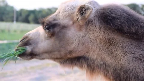 Child's hand feeding a camel Stock Footage 77862761
