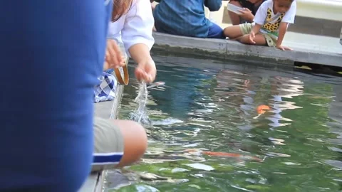 A child's hand feeding the fish on the edge of the pond Stock Footage 287180825
