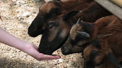 Child’s Hand Feeding Lambs Through Wooden Fence in Slow Motion Stock Footage 310057257