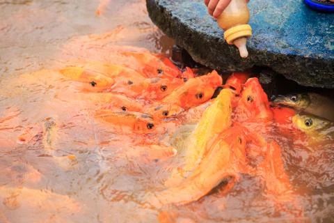 Child's hand feeds large red fishes from bottle on breeding farm in tropical  Foto stock