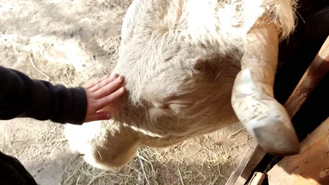 Child's hand gently pets the head of a white cow on the street, close-up Stock Footage 185713197