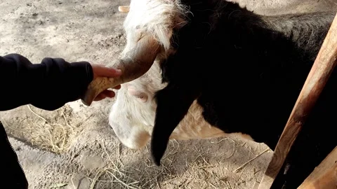 Child's hand gently pets the head of a white cow on the street, close-up Stock Footage 187356497
