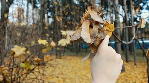 The child's hand grabbed a tree branch, autumn yellow foliage on the ground HD Stock Footage 81713430