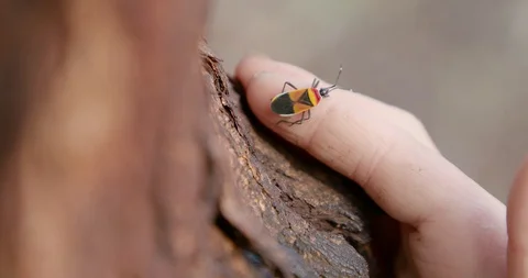 A childs hand holding a bug Vidéo 128805919