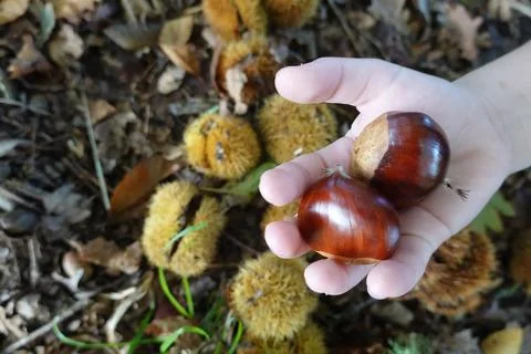 Child's hand holding shiny chestnuts discovering harvest Stock Photos