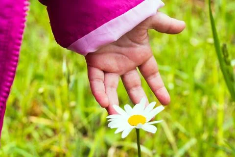 A child's hand. Stock Photos
