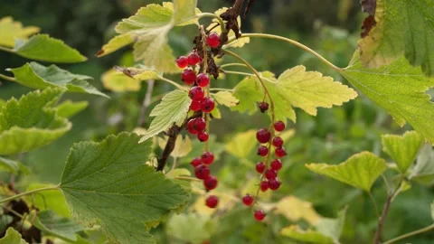 Child's hand pick picking red currants from a bush 動画素材 161802216