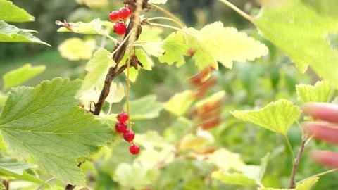 Child's hand pick picking red currants from a bush Stock Footage 162964914