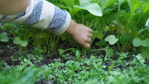 Child's hand pulls fresh organic ripe radish from ground in vegetable garden. Stock Footage 111213719