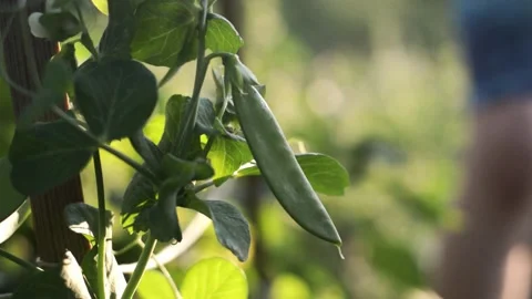 Child's hand roughly picking snow pea from the plant in an organic garden Stock Footage 131707326