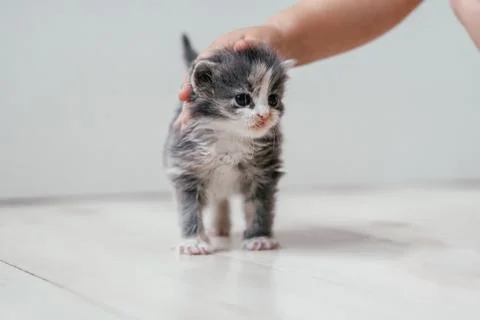 Child's hand stroking small cute gray and white kitten walking on wooden floo Stock Photos