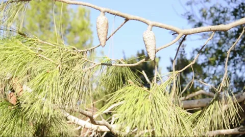 Child's hand touches pine cones Stock Footage 33127005