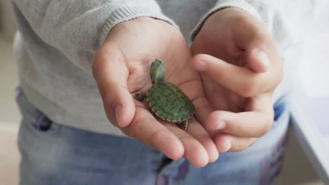 Child's hand touching small green domestic turtle Stock Footage 96993496