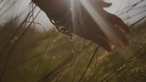 Child's Hand in the Wheat Fields Stock Footage 262575909