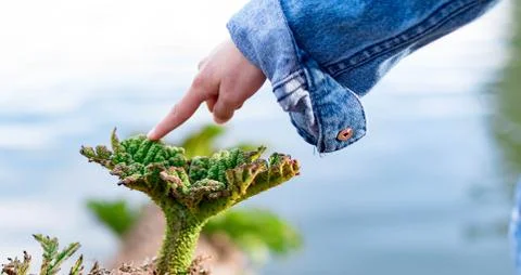 Childs hand while pointing her finger to a small plant. Caring for environmen Stock Photos