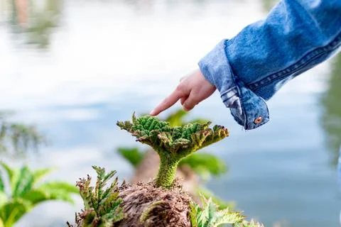 Childs hand while pointing her finger to a small plant. Caring for environmen Stock Photos