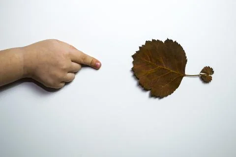 A child's hand on a white background points to an autumn leaf. Autumn shopping Stock Photos