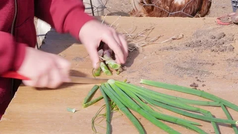 Child's hands cutting spring onions with a knife in the farm field. Stock-Footage 201126899