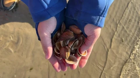 Childs hands gently cradle a collection of seashells, showcasing vibrant colors Stock Footage 320129583