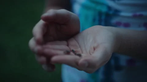 Child's hands holding a glowing firefly at night 스톡 동영상 334102791
