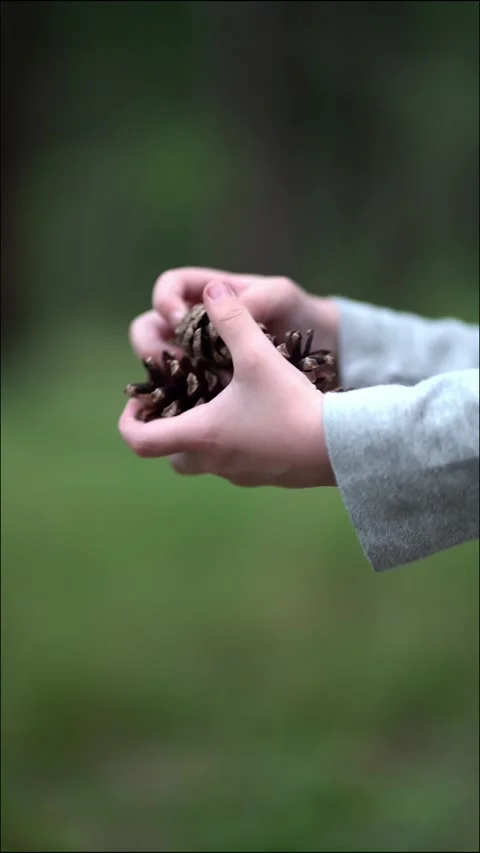 Child's hands holding pine cones close-up against blurred green forest Stock Footage 338415502