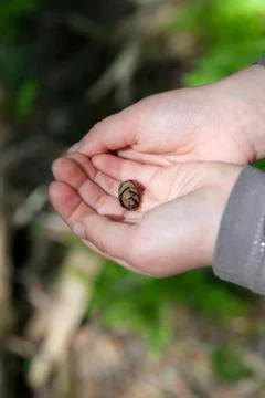 Child's hands holding tiny pine cone Foto stock