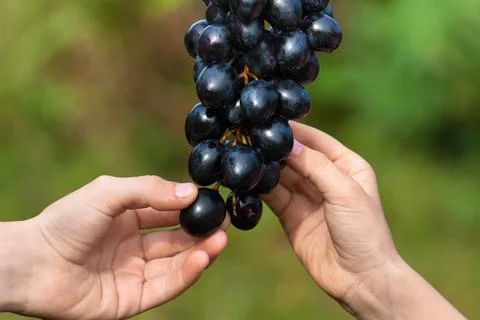 Child's hands picking grapes Stock Photos
