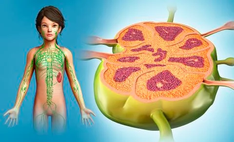 Child's lymph node, illustration Stock Illustration