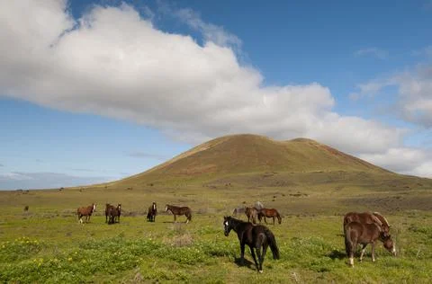Chile, Easter Island, Rapa Nui, Horses grazing in landscape Stock Photos