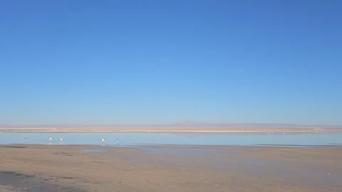 Chile, San Pedro de Atacama – Laguna Chaxa, Flamingos [8K] 스톡 동영상 331541685