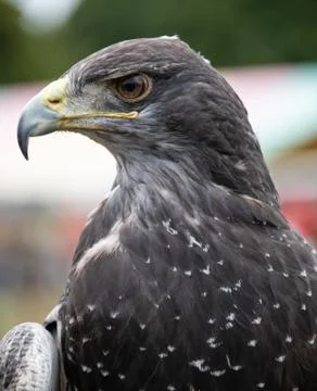 Chilean Blue Eagle Stock Photos