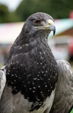 Chilean Blue Eagle Stock Photos