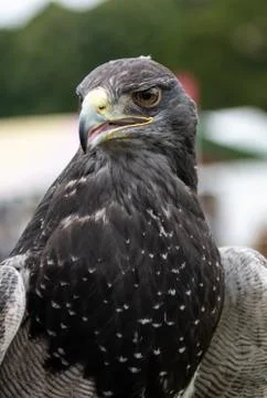 Chilean Blue Eagle Stock Photos