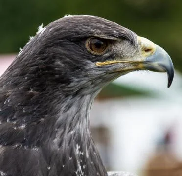 Chilean Blue Eagle Stock Photos