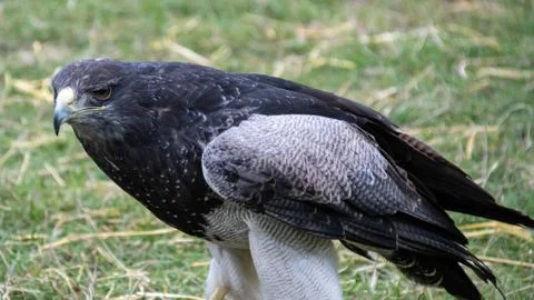 Chilean Blue Eagle Stock Photos
