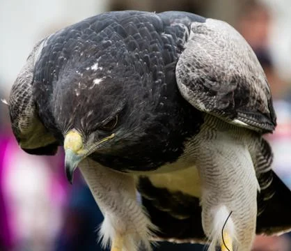 Chilean Blue Eagle Stock Photos