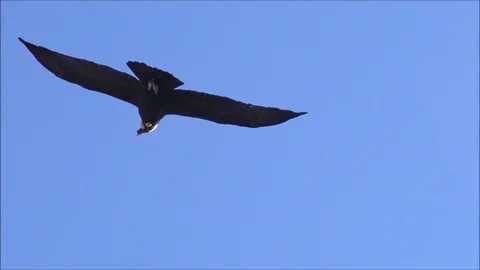 Chilean Condor flying over mount Andes Stock Footage 112306102