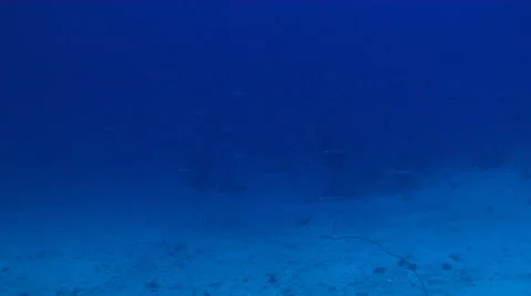 Chilean devil ray swimming and schooling on deep coral reef, Mobula tarapacana, Stock Footage 62240216