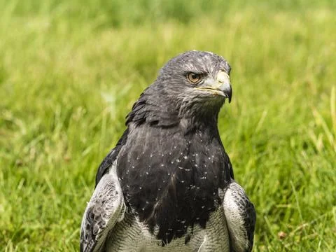 Chilean Eagle Buzzard Chilean Eagle Buzzard Copyright: xZoonar.com/Stevenx... 写真素材