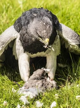 Chilean Eagle Buzzard Chilean Eagle Buzzard Copyright: xZoonar.com/Stevenx... 写真素材