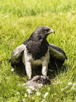 Chilean Eagle Buzzard Chilean Eagle Buzzard Copyright: xZoonar.com/Stevenx... 写真素材