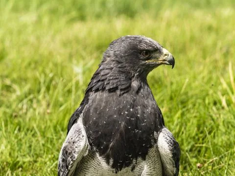 Chilean Eagle Buzzard Chilean Eagle Buzzard Copyright: xZoonar.com/Stevenx... 写真素材