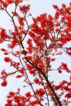 Chilean fire bush Stock Photos