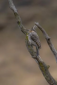 Chilean flicker Fotos Stock