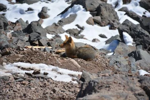 Chilean fox found roaming at a mountain in Santiago, Chile Stock Photos