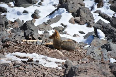 Chilean fox found roaming at a mountain in Santiago, Chile Stock Photos