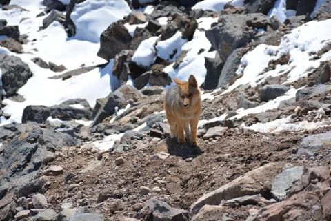 Chilean fox found roaming at a mountain in Santiago, Chile Stock Photos